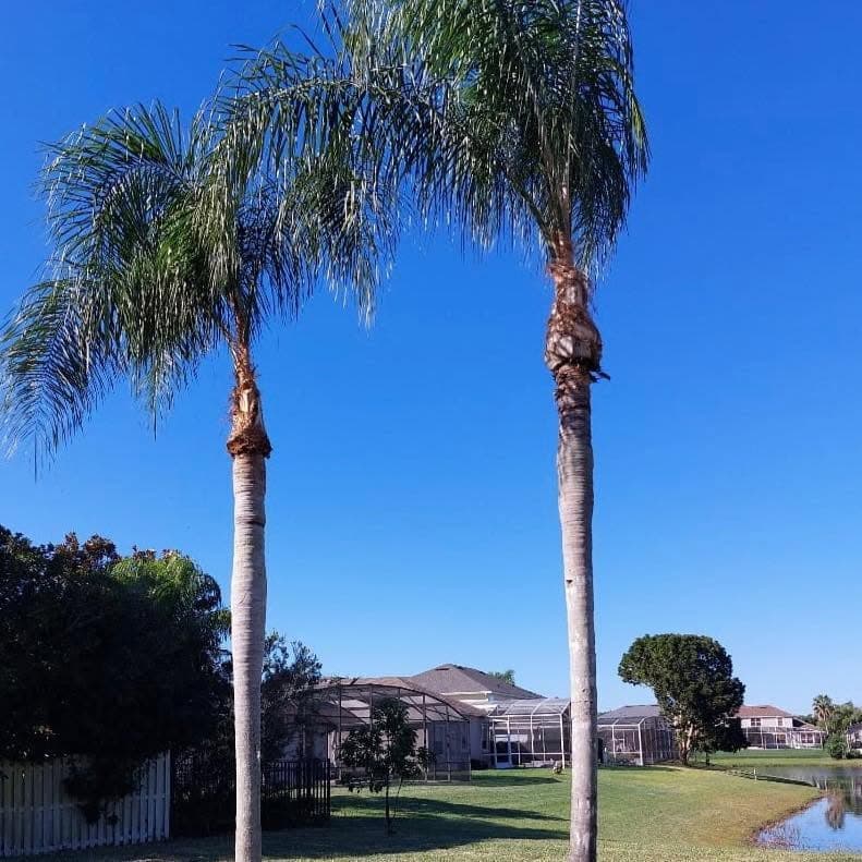 Two tall royal palms with neatly trimmed crowns against a blue sky